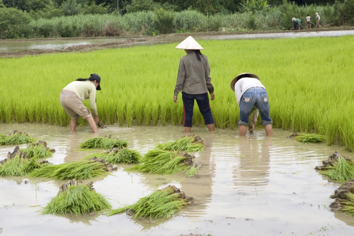 Reis - Vietnam - werken