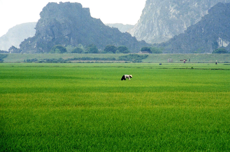 Hanoi - Rijstvelden - Reis - Vietnam